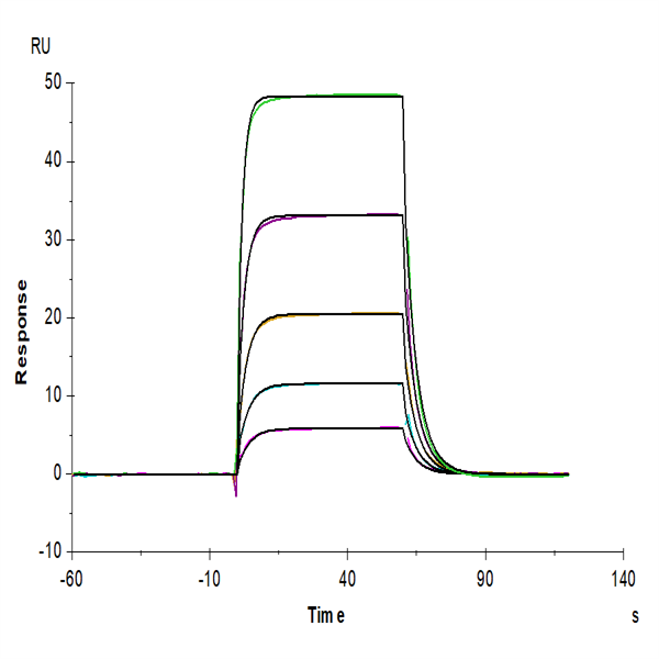 Biotinylated Human KIR3DL3 Protein (KR3-HM4L3B) Biotinylated Human KIR3DL3 Protein (KR3-HM4L3B)
