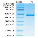 Biotinylated Human KIR3DL3 Protein (KR3-HM4L3B)