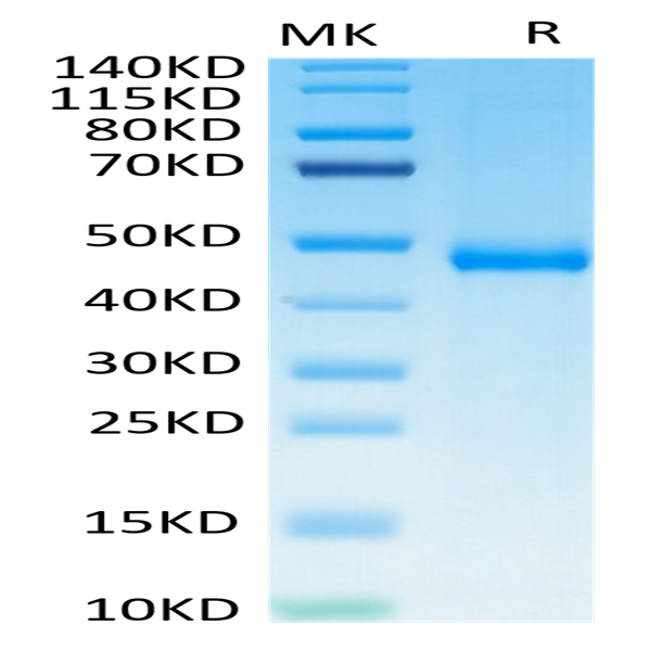 Biotinylated Human KIR3DL3 Protein (KR3-HM4L3B)