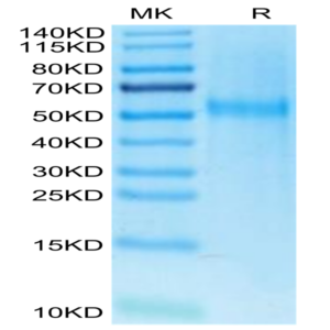 Cynomolgus Kremen-2 Protein (KRE-CM102)