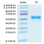 Human Kremen-2 Protein (KRE-HM102)