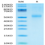Mouse Kremen-2 Protein (KRE-MM102)