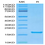 Monkeypox virus L1R Protein (L1R-VE11R)
