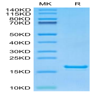 Monkeypox virus L1R Protein (L1R-VE11R)
