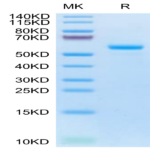 Human LAG3/CD223 Protein (LAG-HM131)