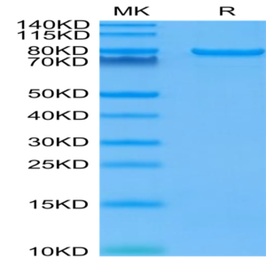 Human LAG3/CD223 Protein (LAG-HM231)