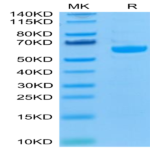 Biotinylated Human LAG3/CD223 Protein (LAG-HM431B)