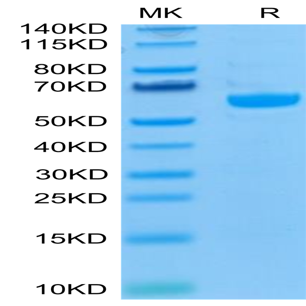 Biotinylated Human LAG3/CD223 Protein (LAG-HM431B)