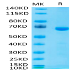 Mouse LAG3/CD223 Protein (LAG-MM131)