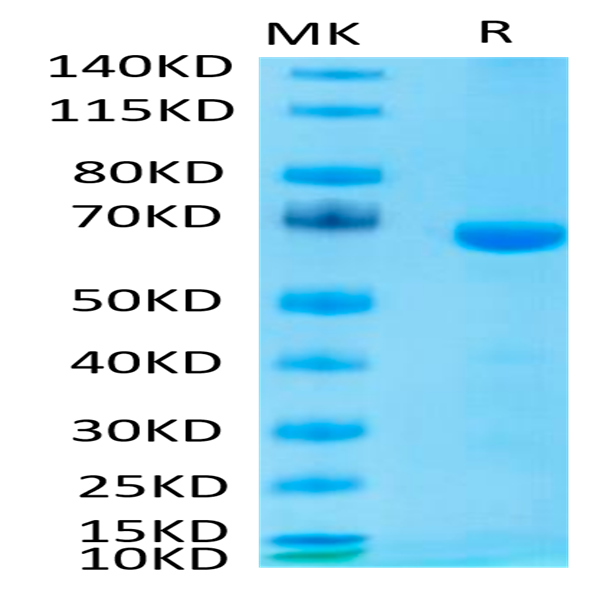 Mouse LAG3/CD223 Protein (LAG-MM131)