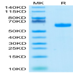 Human LAIR1/CD305 Protein (LAI-HM2R1)