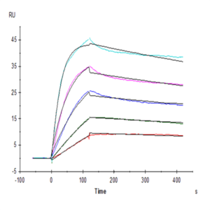 Human LAIR1/CD305 Protein (LAI-HM4R1)