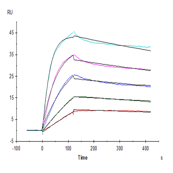 Human LAIR1/CD305 Protein (LAI-HM4R1)