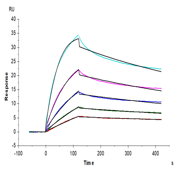 Huma LAIR2/CD306 Protein (LAI-HM4R2) Huma LAIR2/CD306 Protein (LAI-HM4R2)
