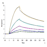 Biotinylated Human LAIR2/CD306 Protein (LAI-HM4R2B)
