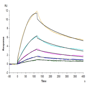 Biotinylated Human LAIR2/CD306 Protein (LAI-HM4R2B)