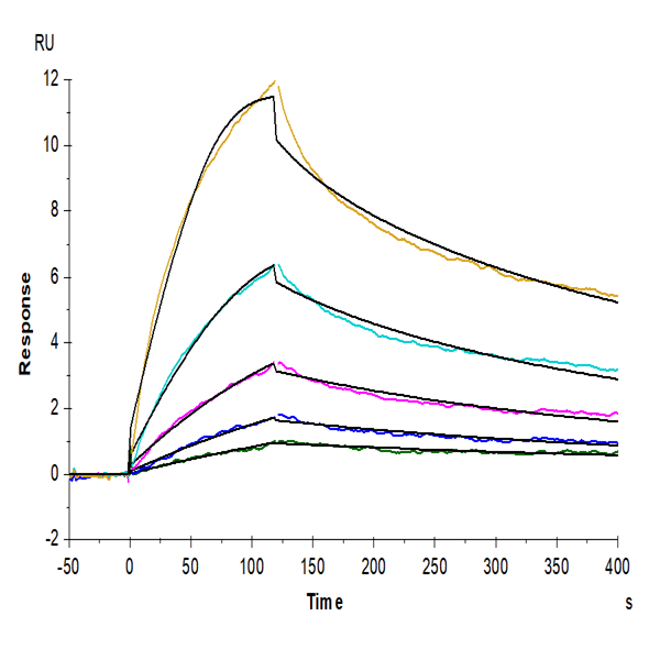 Biotinylated Human LAIR2/CD306 Protein (LAI-HM4R2B) Biotinylated Human LAIR2/CD306 Protein (LAI-HM4R2B)