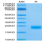 Biotinylated Human LAIR2/CD306 Protein (LAI-HM4R2B)