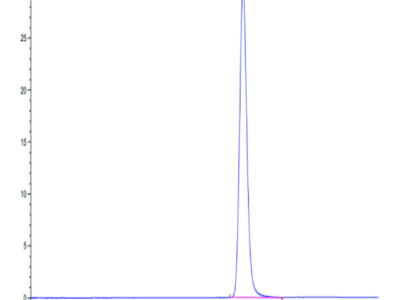 Cynomolgus LAMP5 Protein (LAM-CM105)