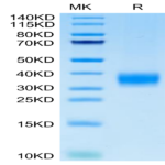 Cynomolgus LAMP5 Protein (LAM-CM105)