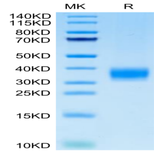 Cynomolgus LAMP5 Protein (LAM-CM105)