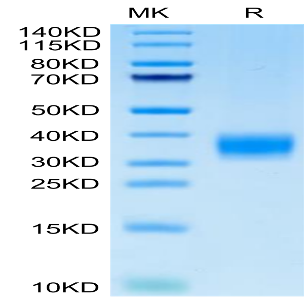 Cynomolgus LAMP5 Protein (LAM-CM105)