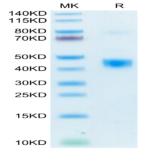 Biotinylated Human LAP (TGF beta 1) Protein (LAP-HM4B1B)