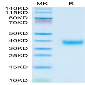 Human LAYN Protein (LAY-HM101)