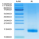 Human LILRB4/CD85k/ILT3 Domain 1 Protein (LB4-HM1D1)