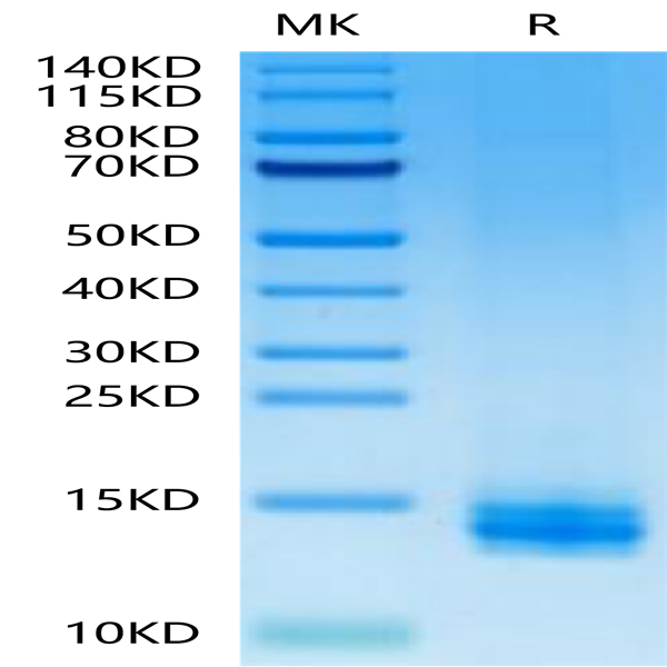 Human LILRB4/CD85k/ILT3 Domain 1 Protein (LB4-HM1D1)