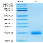 Biotinylated Human LILRB4/CD85k/ILT3 Domain 1 Protein (LB4-HM1D1B)