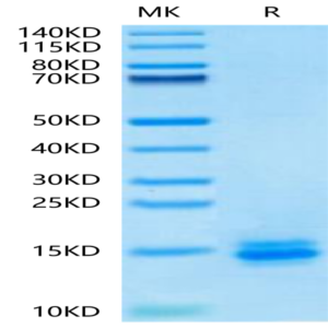 Biotinylated Human LILRB4/CD85k/ILT3 Domain 1 Protein (LB4-HM1D1B)
