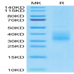 Biotinylated Human LILRB4/CD85k/ILT3 SR&Domain 2 Protein (LB4-HM1D3B)