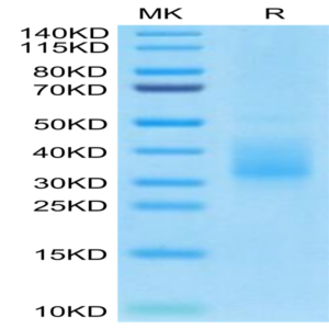 Biotinylated Human LILRB4/CD85k/ILT3 SR&Domain 2 Protein (LB4-HM1D3B)