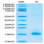 Biotinylated Human LILRB4/CD85k/ILT3 Domain 1+hinge Protein (LB4-HM4D4B)