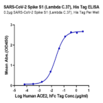 SARS-CoV-2 Spike S1 (Lambda C.37) Protein (LCS-VM1S1)