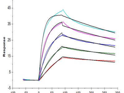 Cynomolgus LDLR Protein (LDL-CM101)