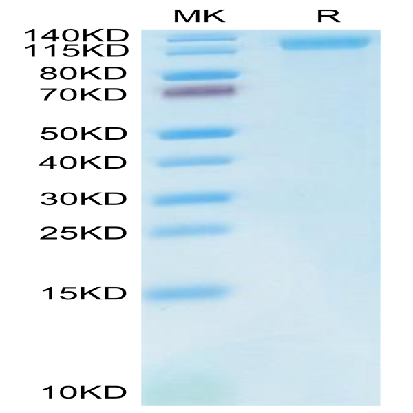 Cynomolgus LDLR Protein (LDL-CM101)