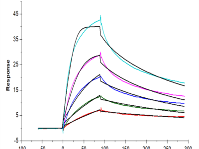 Human LDLR Protein (LDL-HM401)