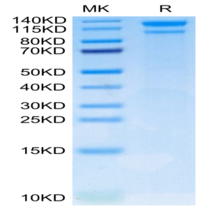Human LDLR Protein (LDL-HM401)