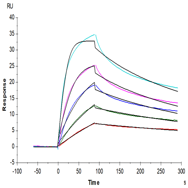 Biotinylated Human LDLR Protein (LDL-HM401B) Biotinylated Human LDLR Protein (LDL-HM401B)