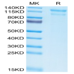 Biotinylated Human LDLR Protein (LDL-HM401B)