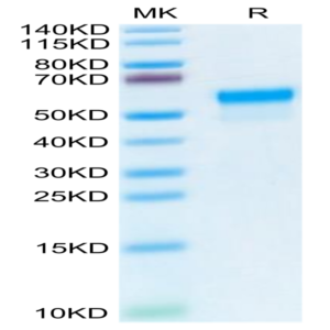 Mouse LGMN Protein (LGM-MM101)