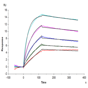 Human LGR-5 Protein (LGR-HM205)