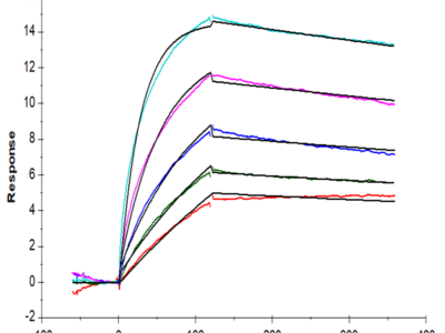 Human LGR-5 Protein (LGR-HM205)