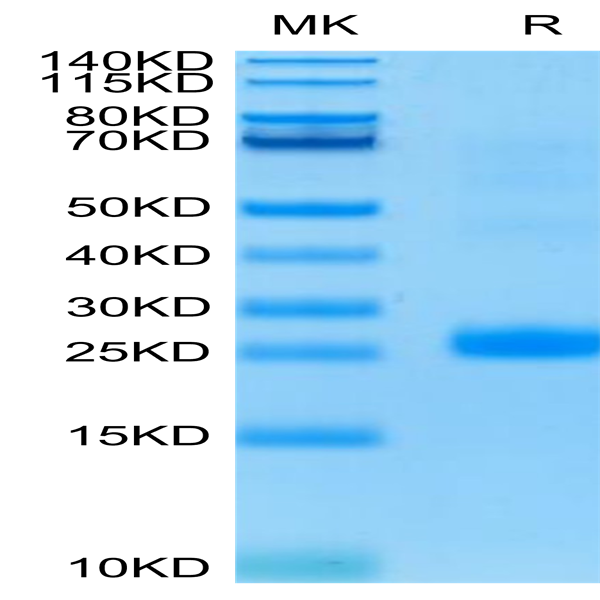 Human LIGHT/TNFSF14 Protein (LGT-HM131)