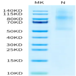 Human LIGHT/TNFSF14 Trimer Protein (LGT-HM132)