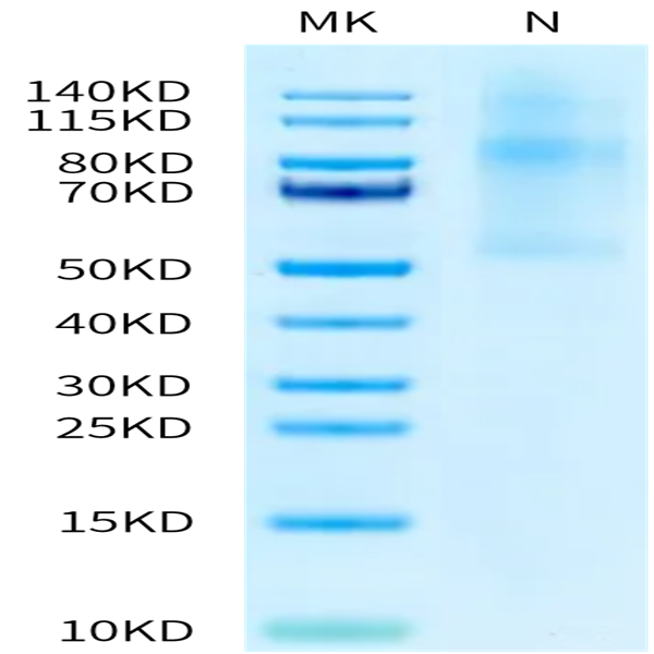 Human LIGHT/TNFSF14 Trimer Protein (LGT-HM132)