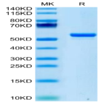 Human LIGHT/TNFSF14 Protein (LGT-HM231)