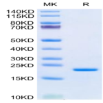 Human LIF Protein (LIF-HE001)